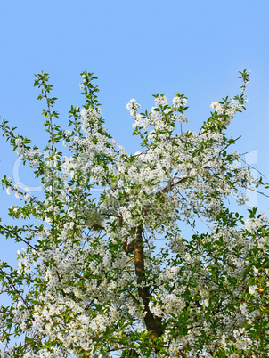 Flowering cherry tree