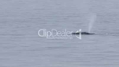 Endangered right whale off coast of Cape Cod; 3