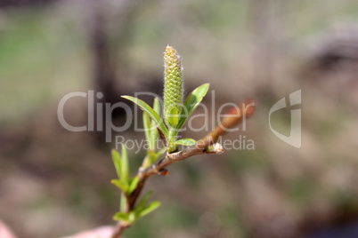 Young sprout