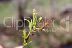 Young sprout