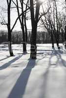 White winter morning in the park