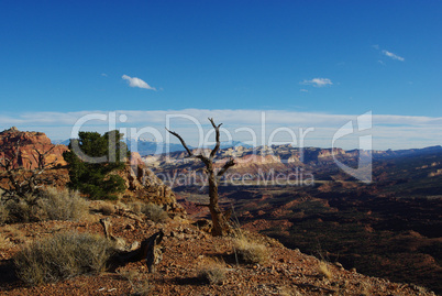 Dry trees, Waterpocket Fold and Henry Mountains in the distance, Capitol Reef National Park, Utah