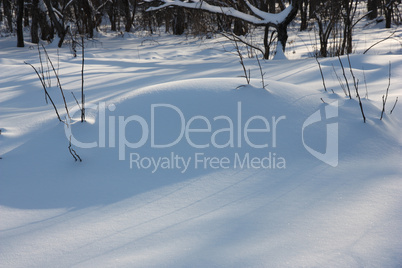 The big snowdrift in winter wood