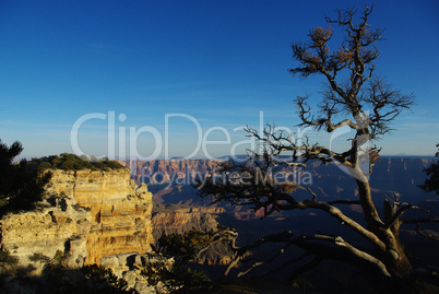 Particular tree and Grand Canyon in the evening sun, North Rim, Grand Canyon National Park, Arizona