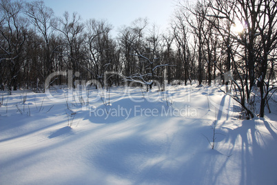 White winter morning in the park