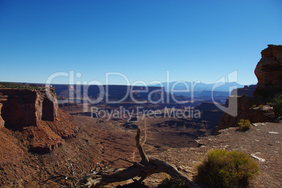 Dry log high above the canyons, Canyonlands Nationalpark