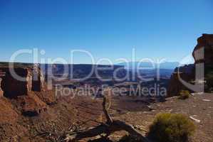 Dry log high above the canyons, Canyonlands Nationalpark