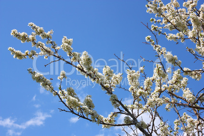 apple blossom close-up. White flowers