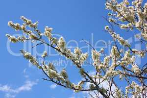 apple blossom close-up. White flowers