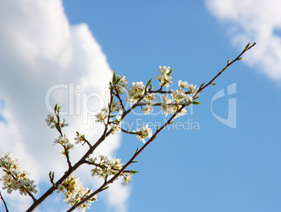 apple blossom close-up. White flowers