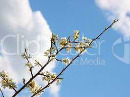 apple blossom close-up. White flowers