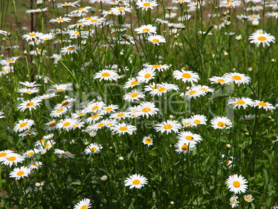 field of daisy flowers