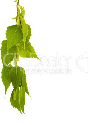 Birch branch on a white background