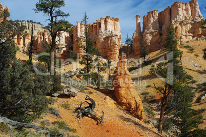 Dry logs, trees and fantastic rock torrets in Bryce Canyon National Park, Utah