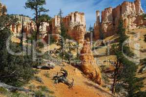 Dry logs, trees and fantastic rock torrets in Bryce Canyon National Park, Utah