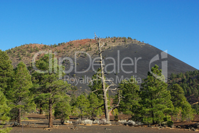 Dry tree, forest, lava mountain and blue sky, Sunset Crater Volcano National Monument, Arizona