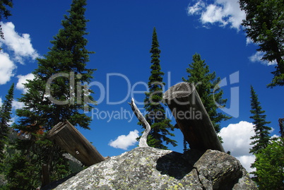 Logs on rock boulder, trees and intense blue sky, Grand Teton Mountains, Wyoming