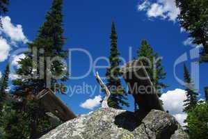 Logs on rock boulder, trees and intense blue sky, Grand Teton Mountains, Wyoming