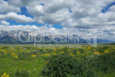 Flowers, meadows and Grand Teton Mountain Range, Wyoming