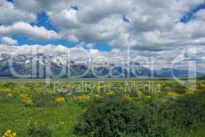 Flowers, meadows and Grand Teton Mountain Range, Wyoming