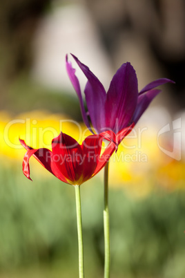 Two tulip. Close-up view