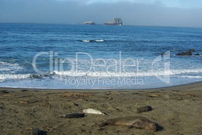 Sea Lions, Pacific Coast, California