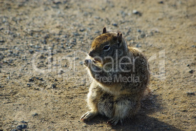 Eating squirrel, California