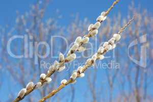 willow branch against the blue sky