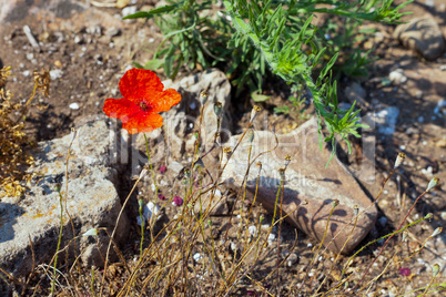 Wild poppies growing in a spring field