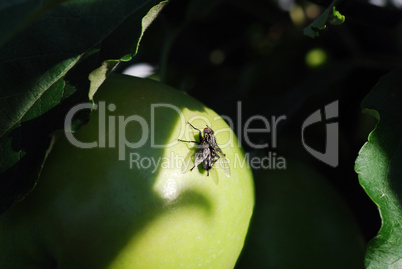 fliege sitzt am apfel