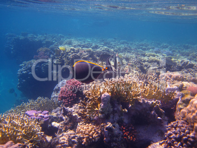 korallen im meer