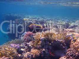 korallen im meer