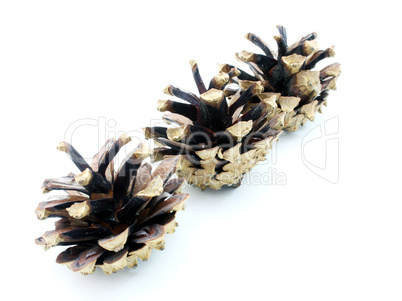 Pine cones