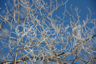 Tree branches covered with hoarfrost