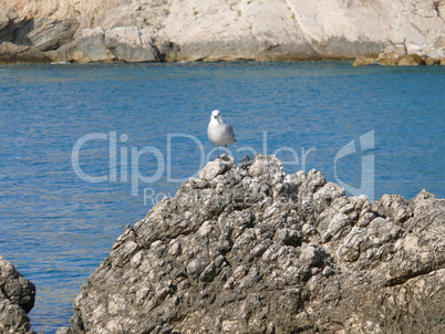 Möwe auf einem Felsen