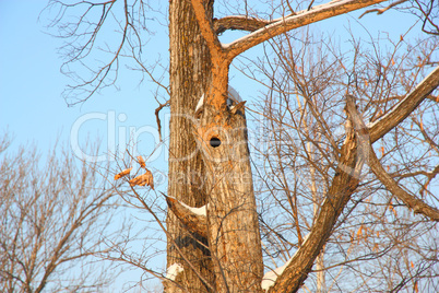 Bird nest in hollow tree trunk