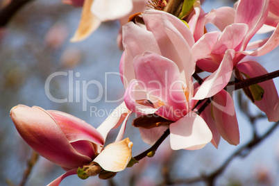 Magnolie (Magnolia)