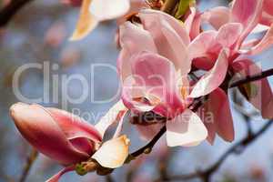 Magnolie (Magnolia)