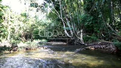 River in the jungle