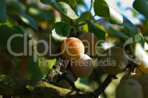 zibarte (prunus) - prune