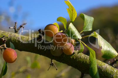 zibarte (prunus) - prune