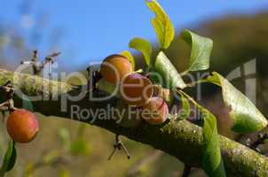 zibarte (prunus) - prune