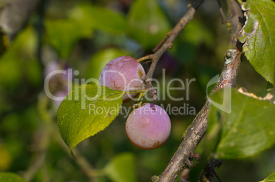 zibarte (prunus) - prune