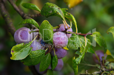 zibarte (prunus) - prune