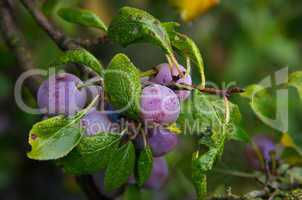 zibarte (prunus) - prune