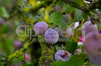 zibarte (prunus) - prune