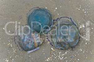 blaue nesselqualle - cyanea lamarckii - blue jellyfish