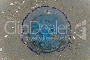 blaue nesselqualle - cyanea lamarckii - blue jellyfish