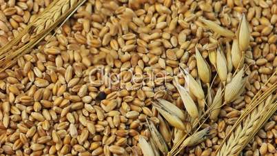 Grain