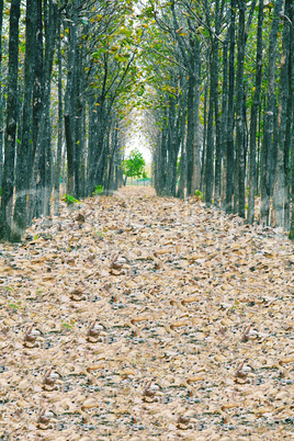 View of fallen dried leaves, a perfect straight path along the e